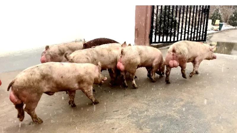 70头祥欣育种级种公猪"定居"山西猪巴巴