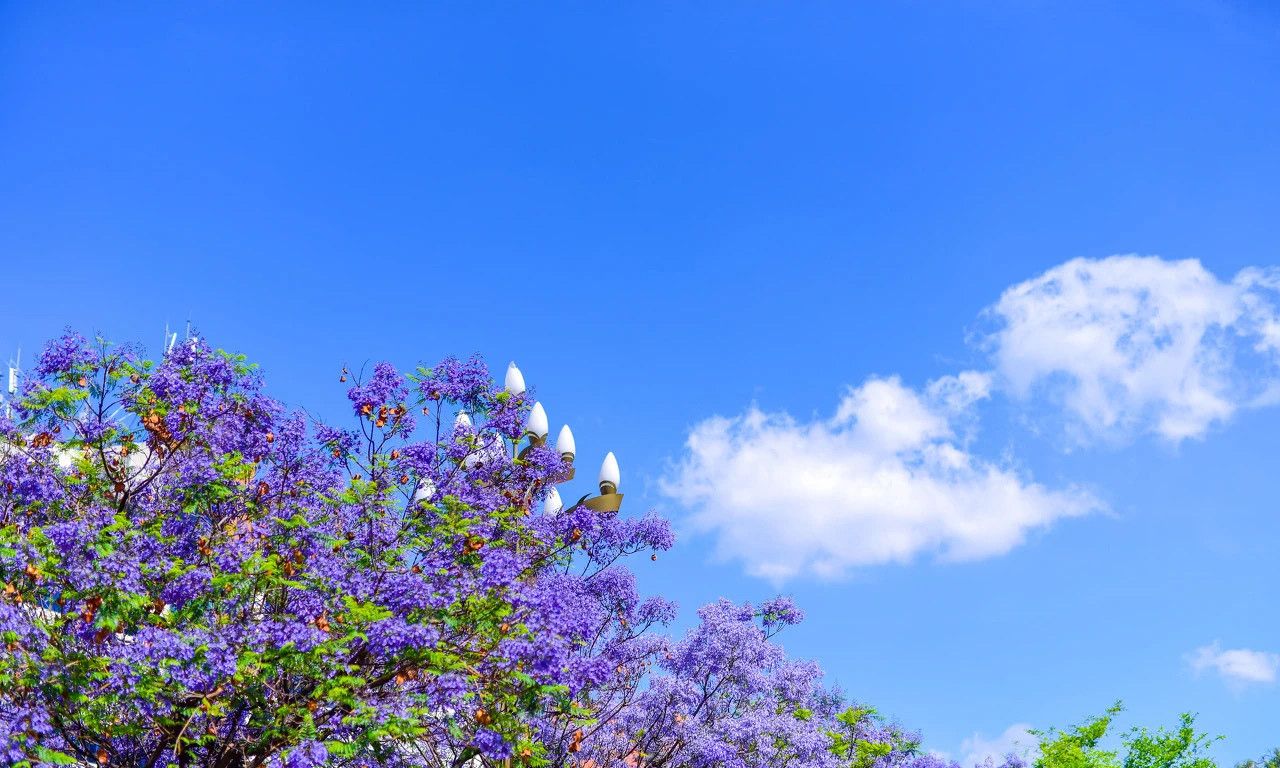 如烟似霞的蓝花楹_高清图集_新浪网