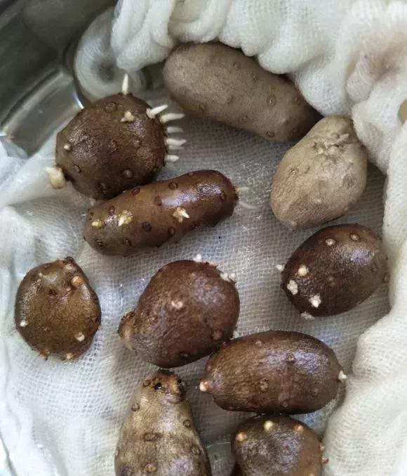 可以吃的羊屎豆农村墙头上常见烧着吃非常香阳台也能种