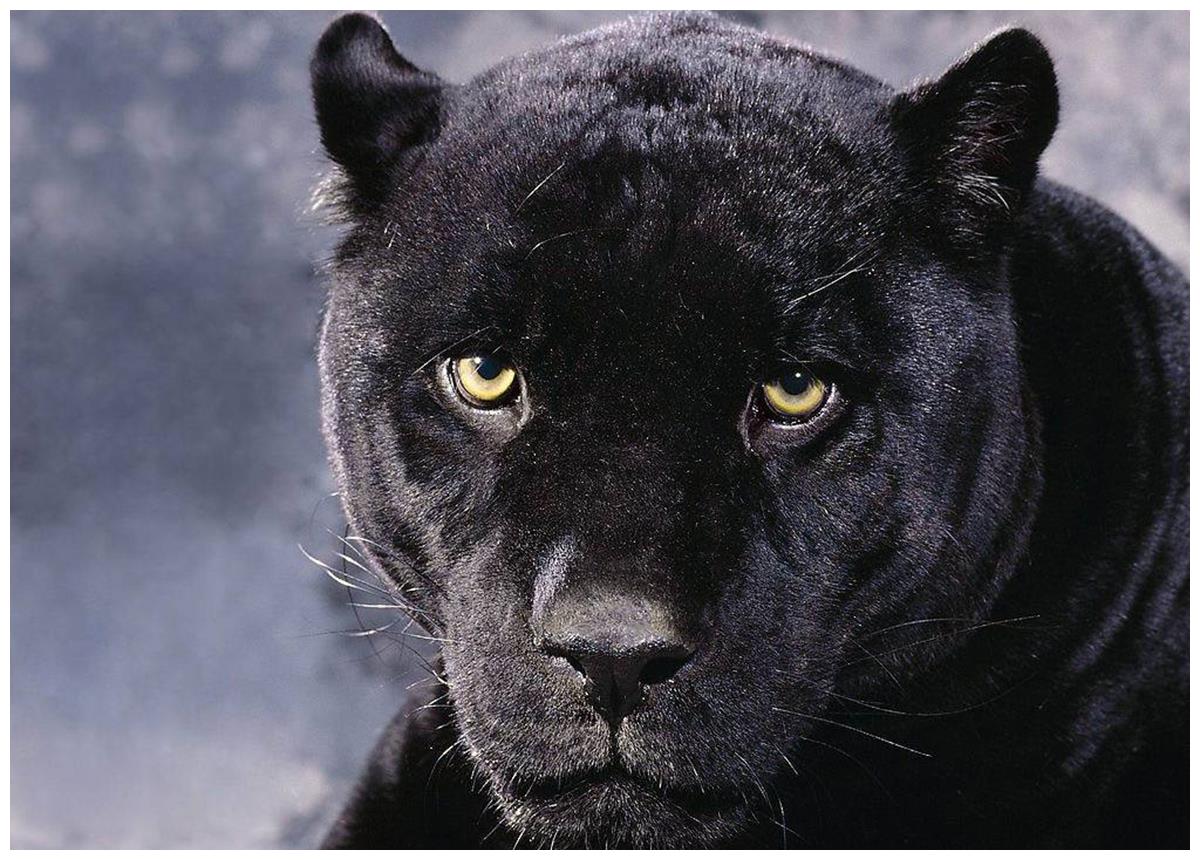 黑豹和花豹结为夫妇,颜值颇高,镜头感强