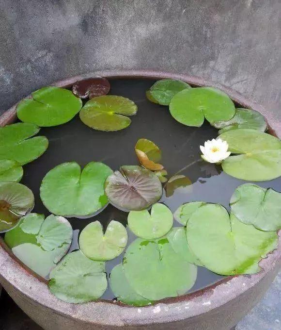江西一位王大爷用老物件养花大水缸养荷花真的超级美