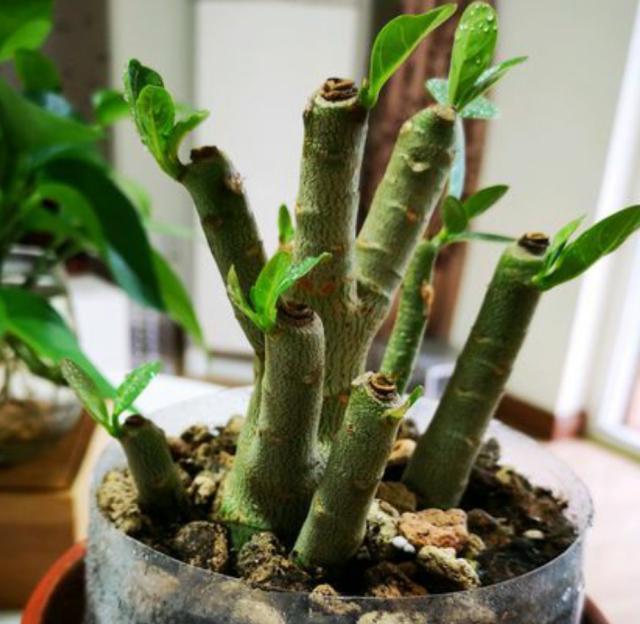 沙漠玫瑰一根独杆不长分枝?剪一刀,多枝开花