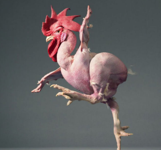 男子农场买鸡蛋,竟发现地上一只光毛鸡在跑,画面让人起鸡皮疙瘩休闲区蓝鸢梦想 - Www.slyday.coM 男子农场买鸡蛋,竟发现地上一只光毛鸡在跑,画面让人起鸡皮疙瘩休闲区蓝鸢梦想 - Www.slyday.coM