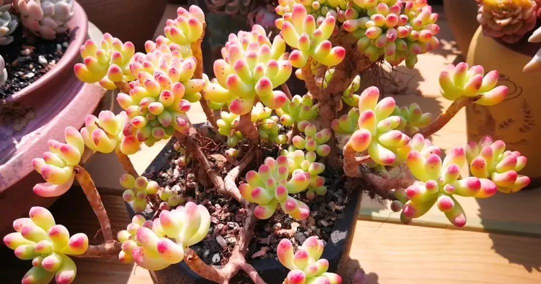 春夏盆栽多肉浇水小心点别叶子没胖成球反而越来越丑