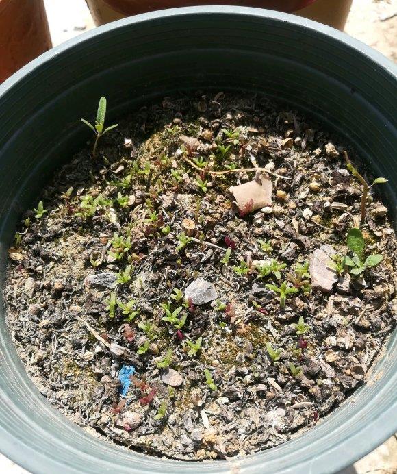 夏天养花当属太阳花号称爆盆王一旦开花就停不下