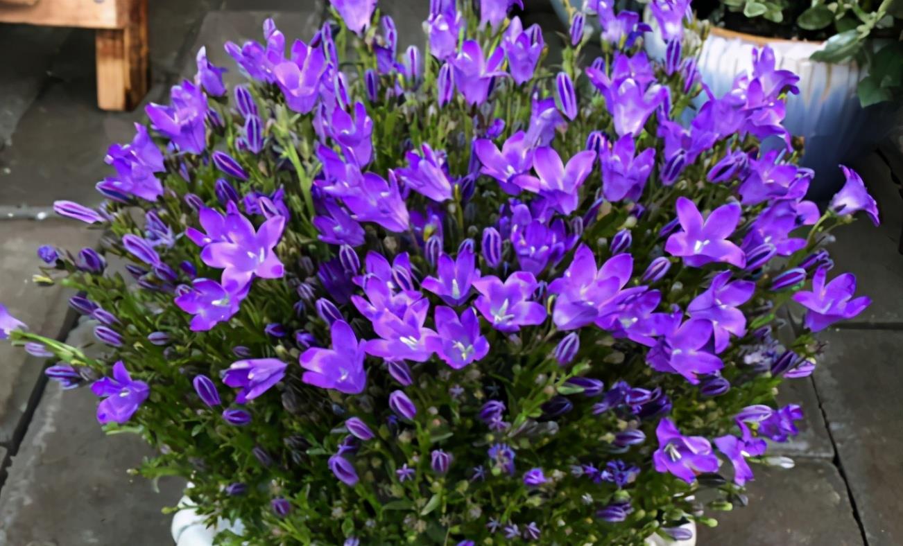 它名为风铃草又叫梦露花开花比叶子多美得不像话