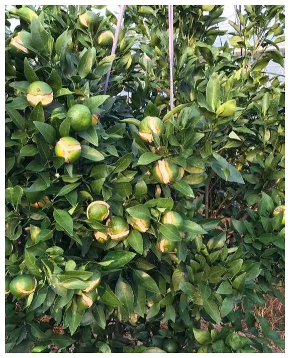 柑橘裂果就是缺钙?关于柑橘裂果必须知道的8大原因