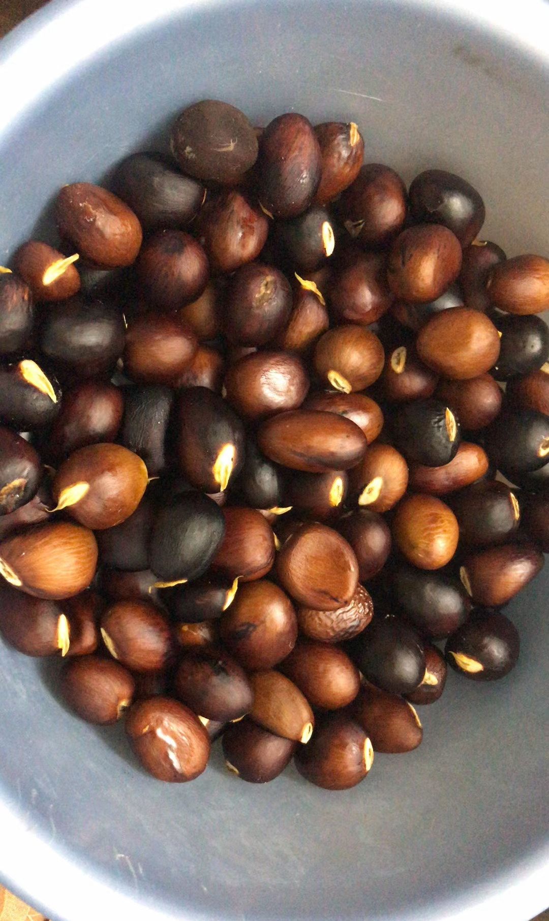 九层果不单单被人们