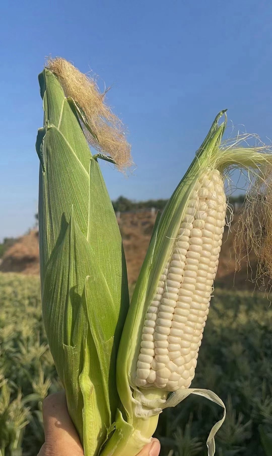 高山生长的白玉米__财经头条