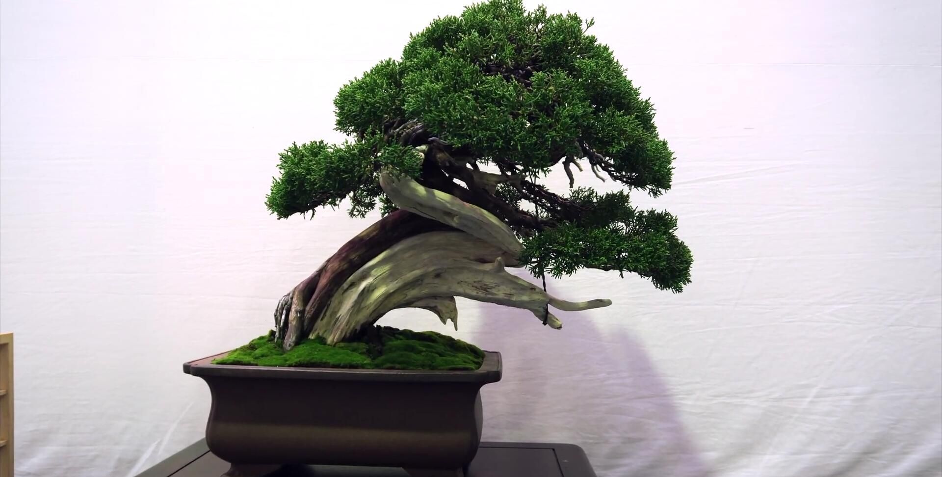 "盘虬卧龙"式的生长姿态,这样的盆景价值不菲,个个盆景美如画_高清