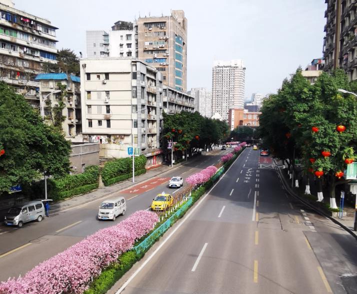 春游川渝丨来赏花啦渝中区为你推荐三条线路