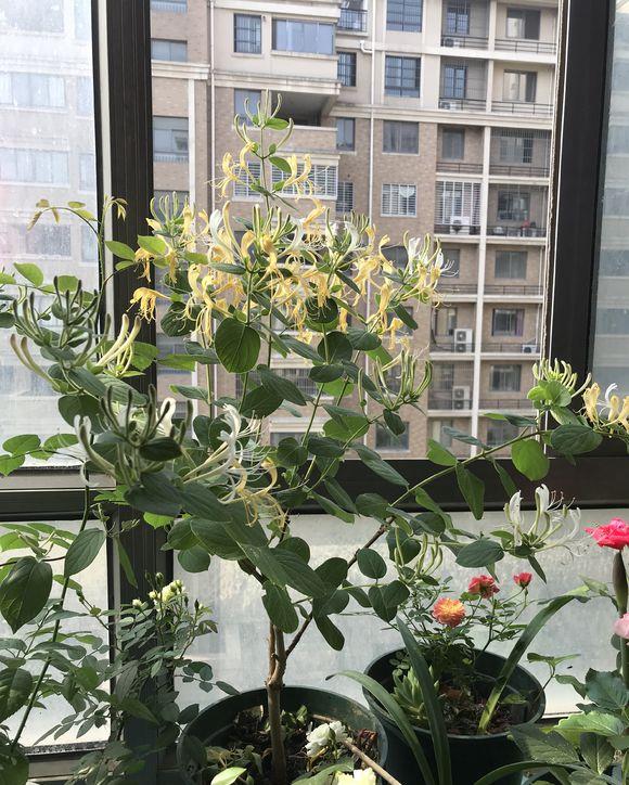 金银花好处多多阳台种一棵金色花瓣挂满盆一年能结10多斤