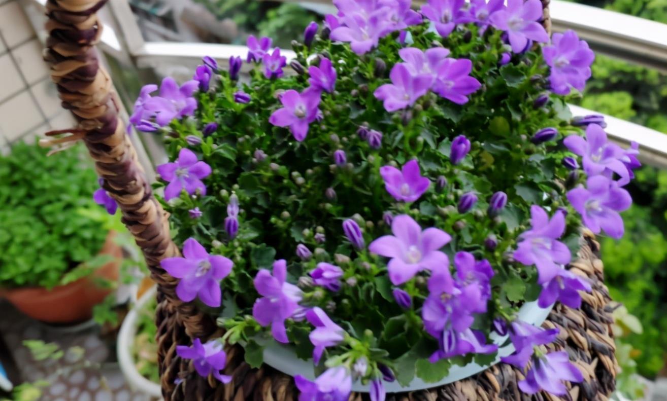 它名为风铃草又叫梦露花开花比叶子多美得不像话