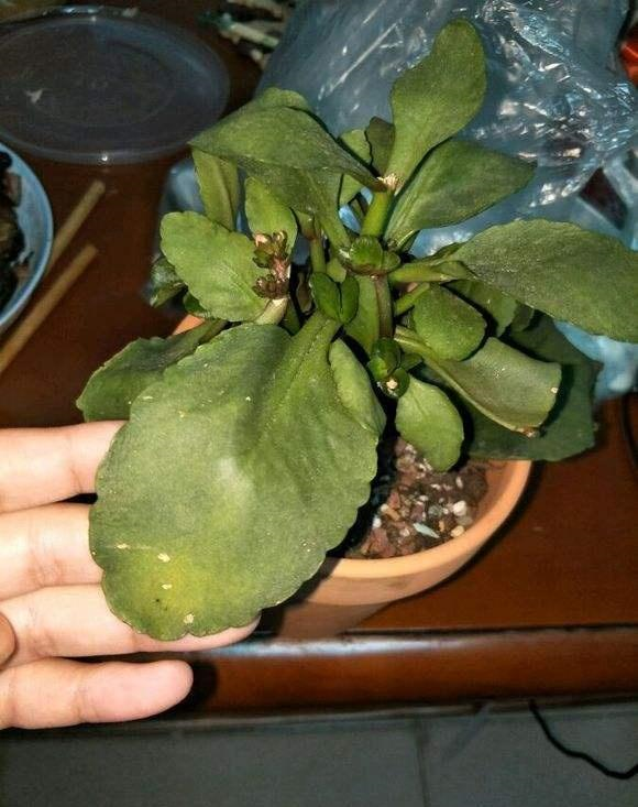 长寿花|花苞|烂根_新浪新闻