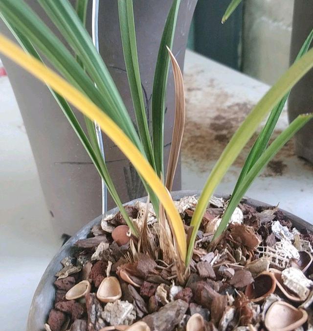 兰花盆栽长出新芽以后为什么会出现老叶退草?兰花大神啊