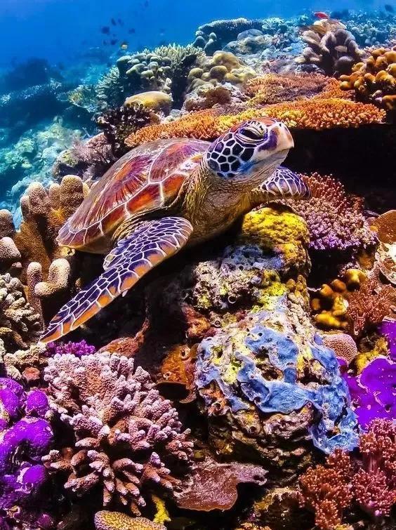 美丽的海下世界神秘的海洋图片分享