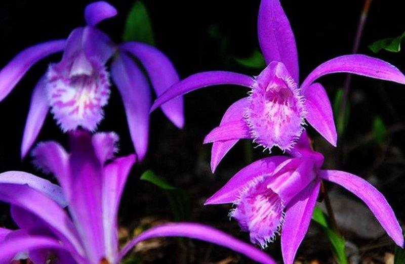 美丽的野生兰花,大家在自己的家乡还能见到吗