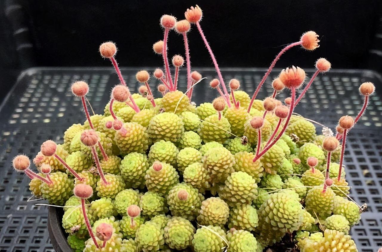 开花太美的多肉瑞典魔南即使知道夏必死也不影响养护的热情