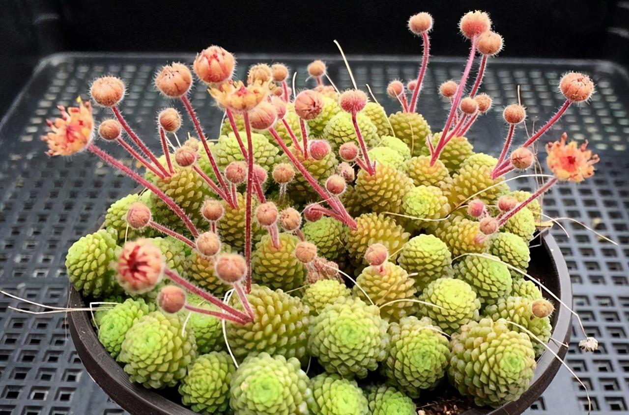 开花太美的多肉瑞典魔南即使知道夏必死也不影响养护的热情