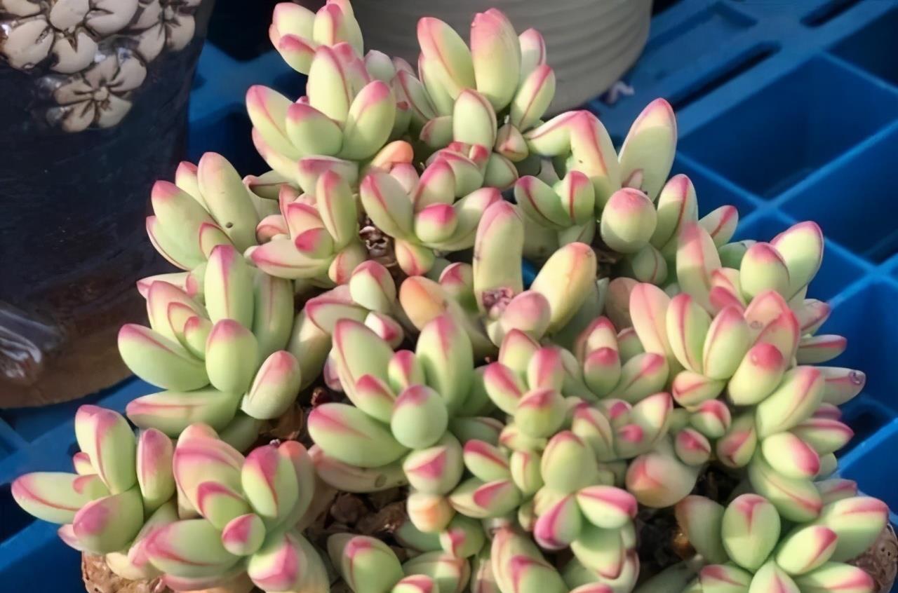 多肉小天狗不单名字很讨喜,出了状态颜色也很贵气,养好很容易