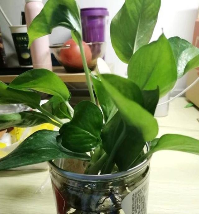 土培绿萝转水培,到底靠不靠谱?