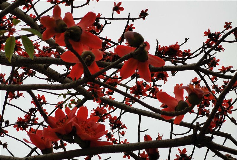 木棉花开满枝头 不久又落蕊满地 感慨 木棉花开满枝头 不久又落蕊满地 感慨