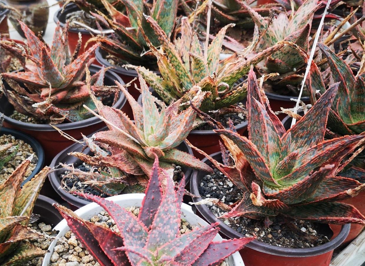 带花纹的圣诞芦荟最好养的多肉随意浇水不挑环境很好养