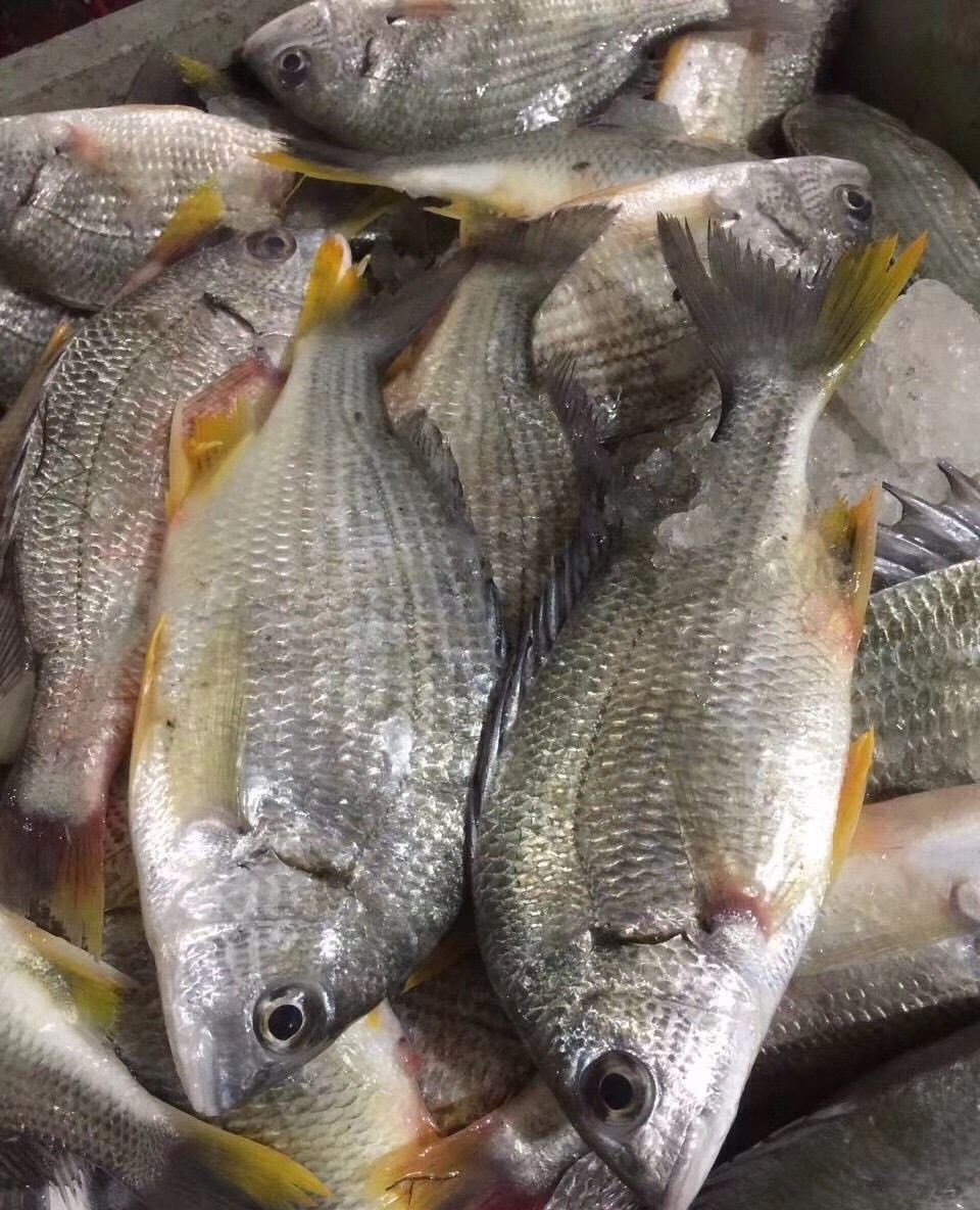 黄翅鱼的做法炖汤煲汤