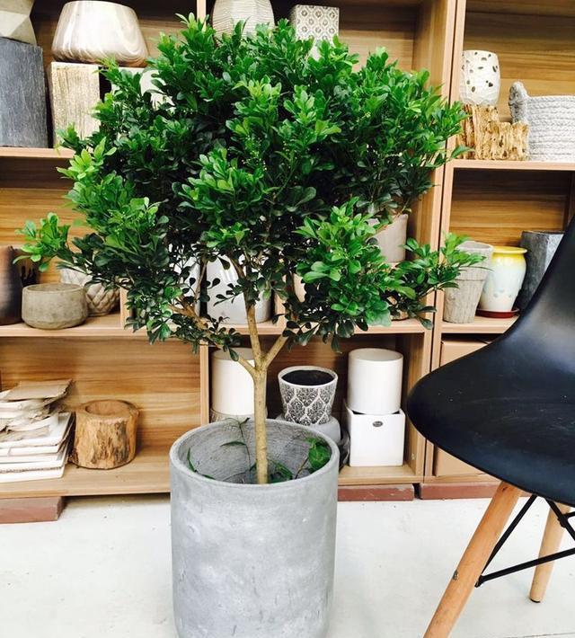 米兰花怎么养?注意几点,让它枝繁叶茂!