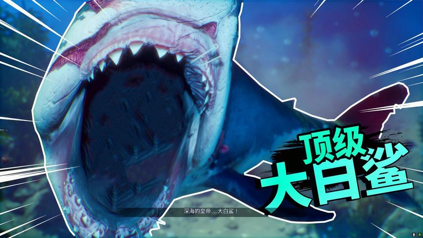 食人鲨挑战深海的皇帝看食人鲨大战顶级大白鲨