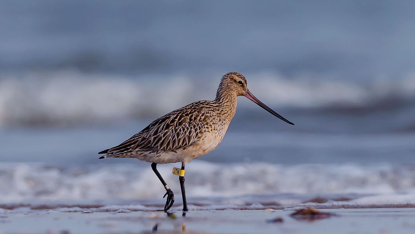 鸟类飞行冠军斑尾塍鹬,在长途迁徙中无需进食