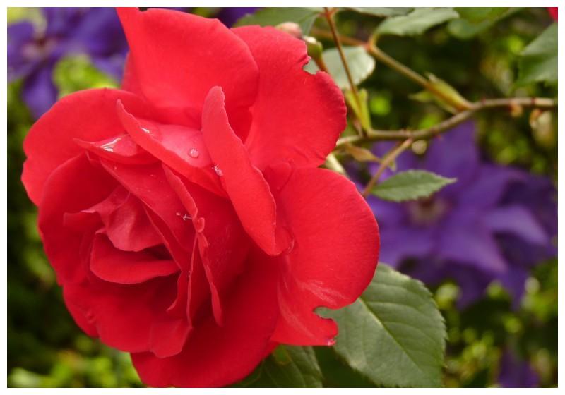 7月22日 28日爱情运势 花开并蒂 机缘巧合的四大星座 运势 星座 伴侣 新浪新闻 7月22日 28日爱情运势 花开并蒂 机缘巧合的四大星座 运势 星座 伴侣 新浪新闻