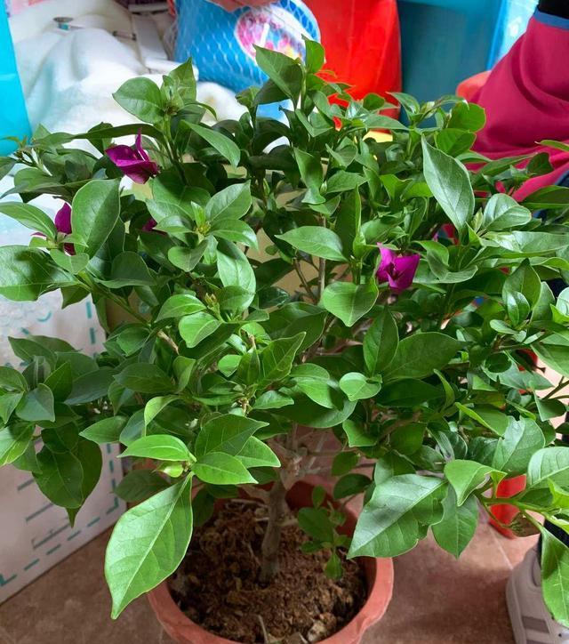 新手养三角梅常犯3个错误不开花