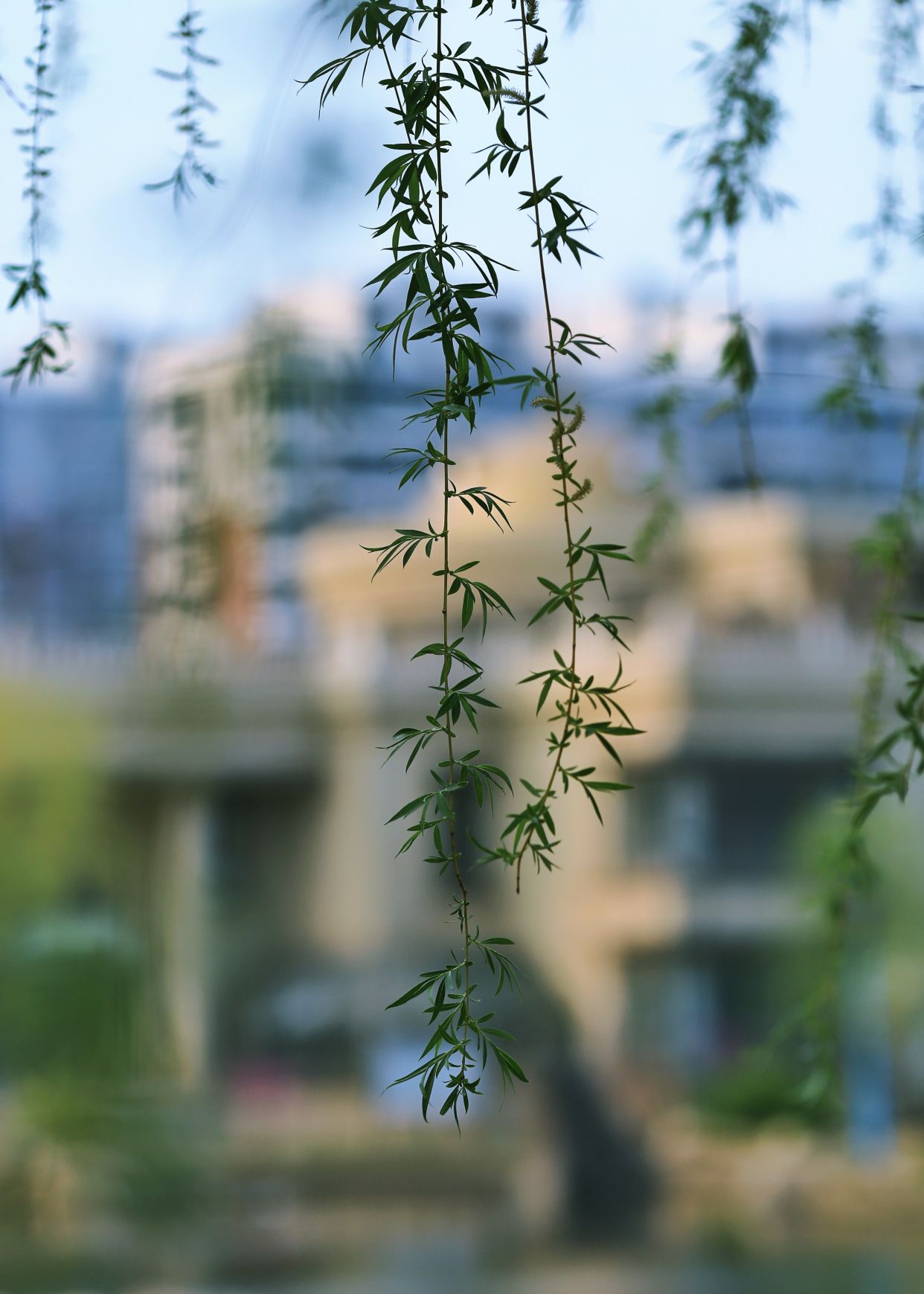 和煦的春风拂过柳枝,春风十里都是你