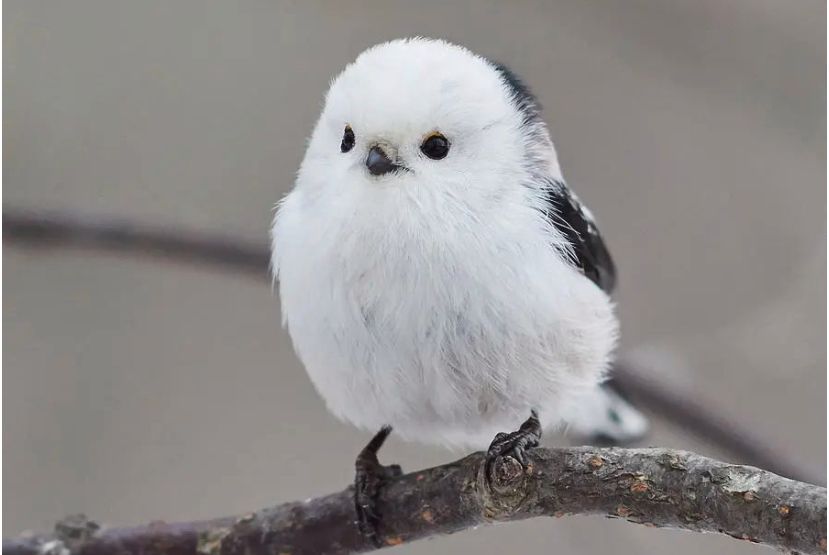 这一个会卖萌的小肥啾,这可爱的外表,赢得了很多人的喜爱_高清图集