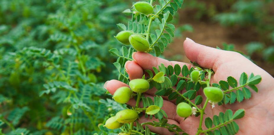 鹰嘴豆被誉为黄金豆国内种植规模不大但想发展种植得考虑周全