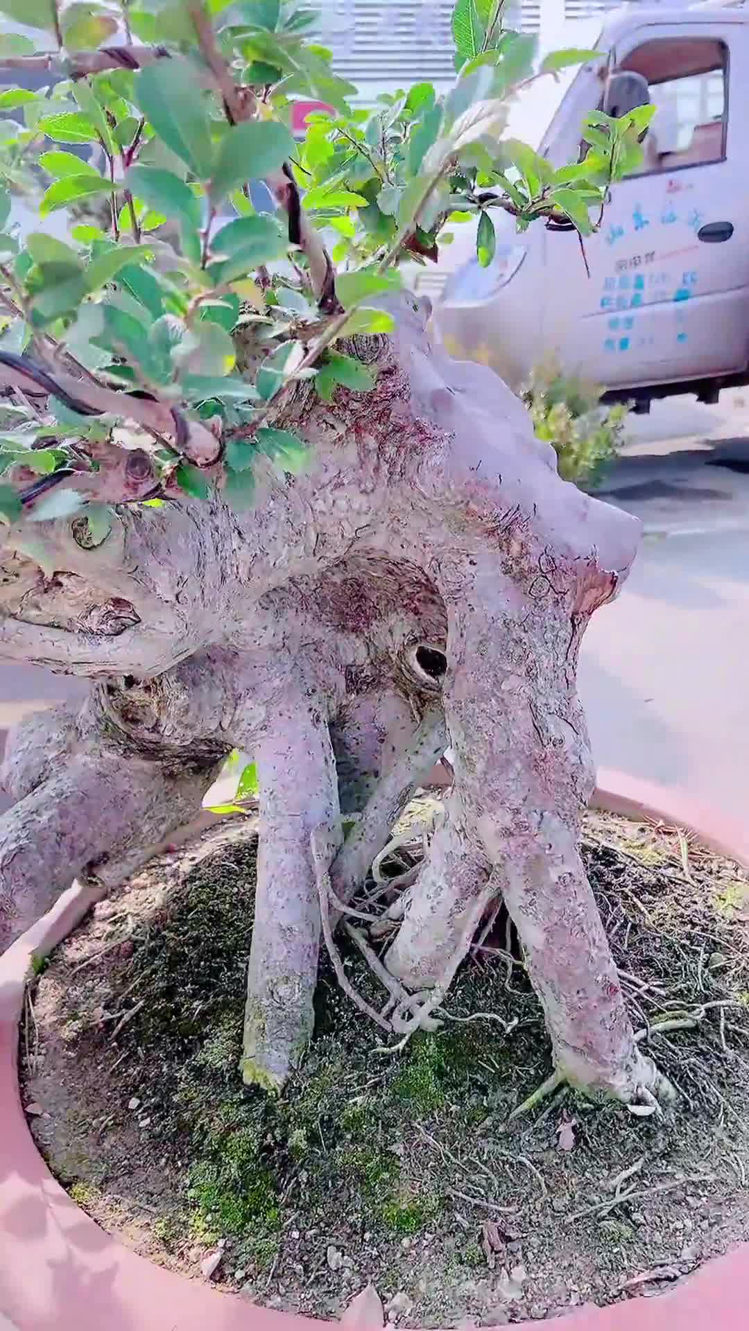 大临水榔榆盆景