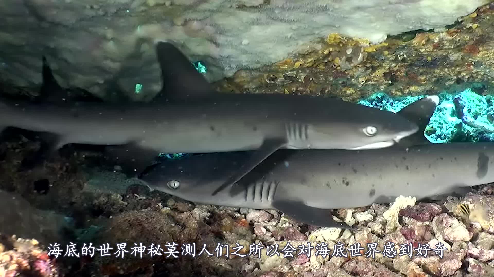 巨型章鱼捕食鲨鱼,镜头记录下全过程,让人大开眼界!