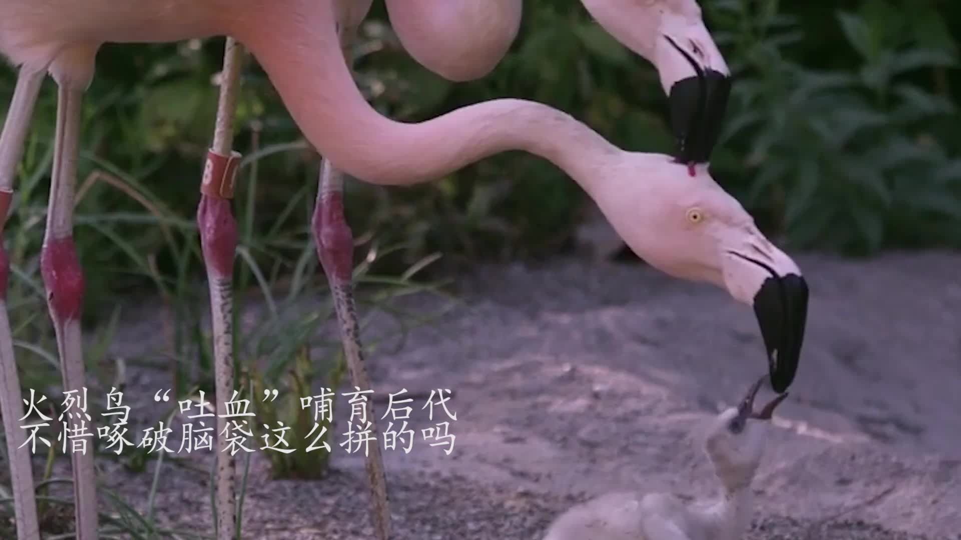 火烈鸟"吐血"哺育后代,不惜啄破脑袋,这么拼的吗?
