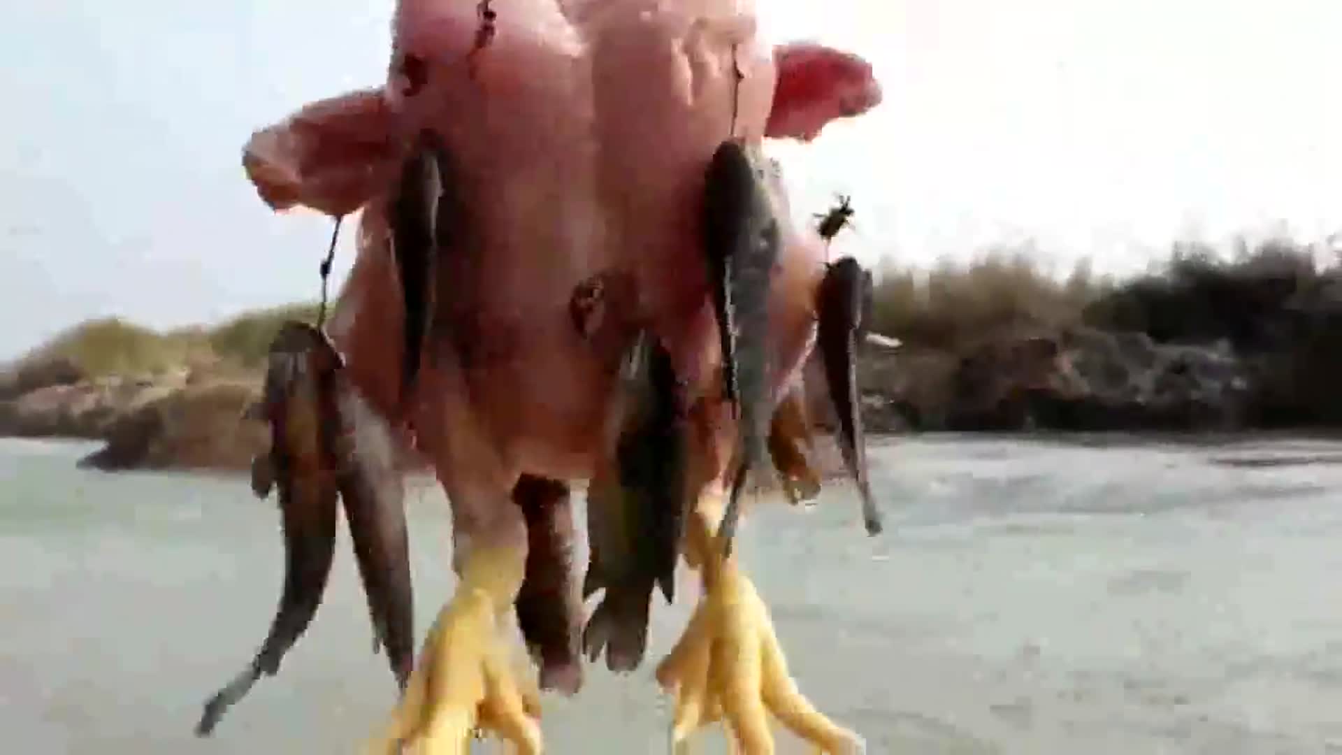 农村小伙挑战用一整只鸡钓鱼,收获还不错!