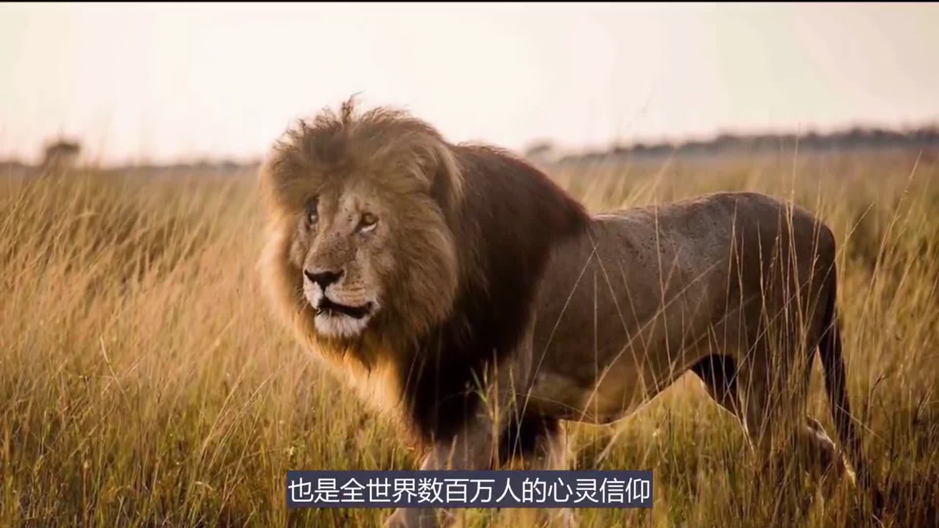 疤面煞星:有史以来最伟大的狮王,曾与三兄弟联手制霸整个非洲