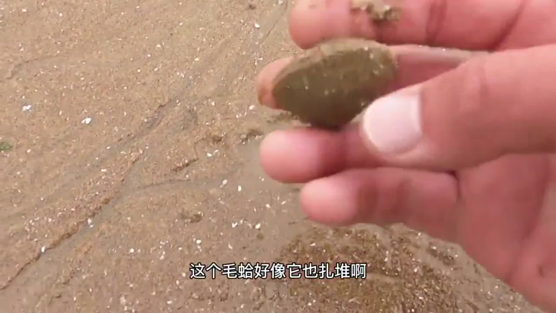 小伙赶海在沙滩发现毛蛤蜊,收获满满真是太痛快了休闲区蓝鸢梦想 - Www.slyday.coM 小伙赶海在沙滩发现毛蛤蜊,收获满满真是太痛快了休闲区蓝鸢梦想 - Www.slyday.coM