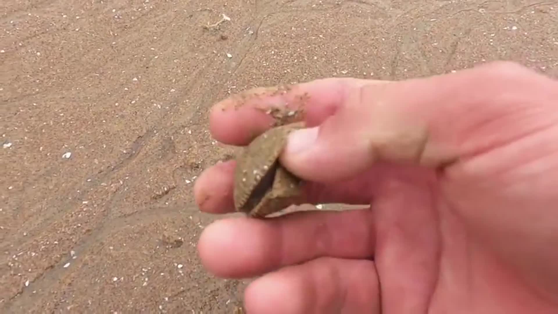 小伙赶海在沙滩发现毛蛤蜊,收获满满真是太痛快了休闲区蓝鸢梦想 - Www.slyday.coM 小伙赶海在沙滩发现毛蛤蜊,收获满满真是太痛快了休闲区蓝鸢梦想 - Www.slyday.coM