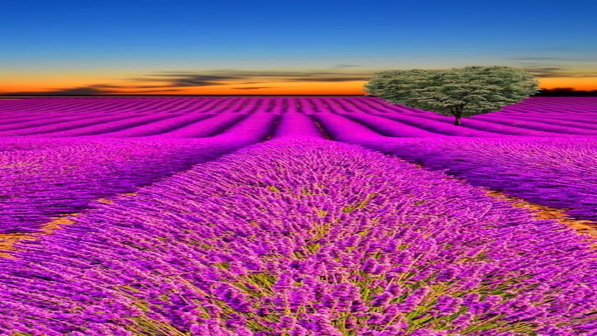 岁月静好,流年斑驳,回归生命的暖色调.不倾城,不倾国