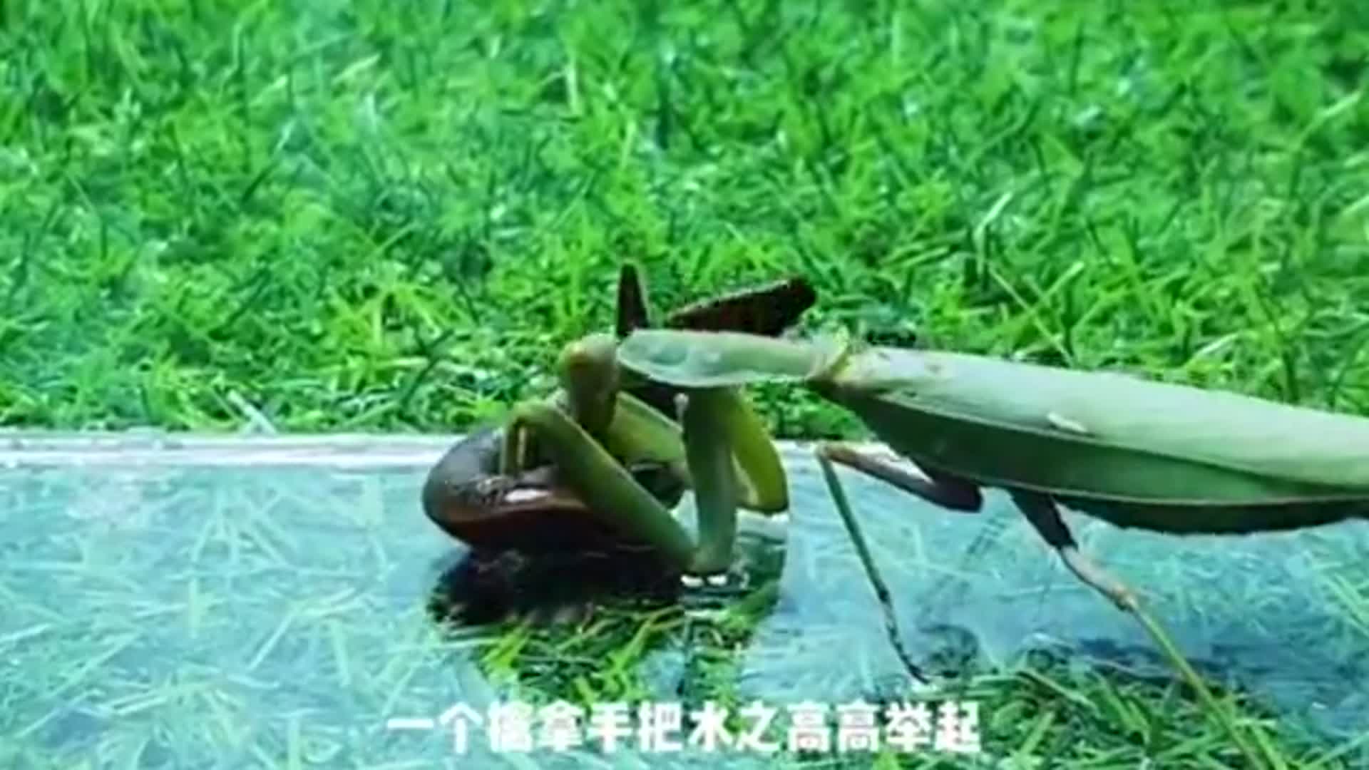螳螂遇到水蛭到底谁更强不要眨眼胜负就在一瞬间