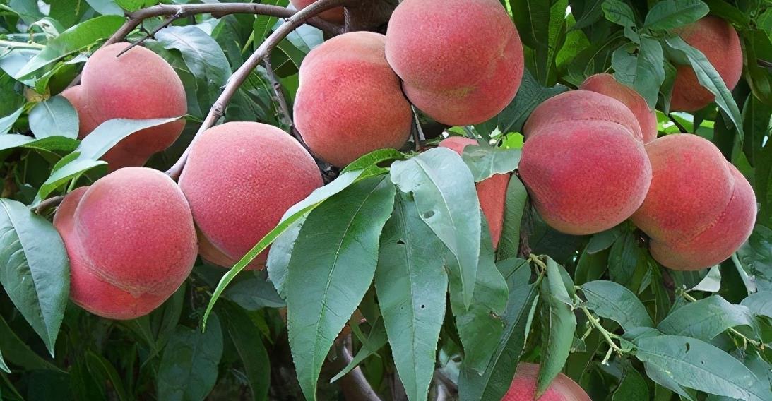 具有发展潜力的晚熟桃树苗品种推荐