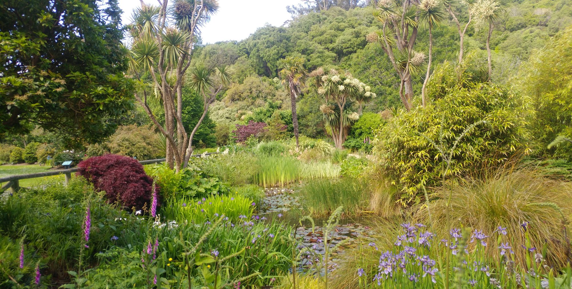 12月的盛夏——澳洲——新西兰——达尼丁植物园__财经头条