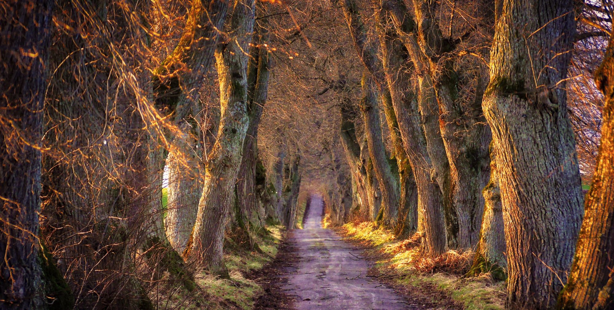 图集分享一组林间小路风景壁纸欢迎收藏