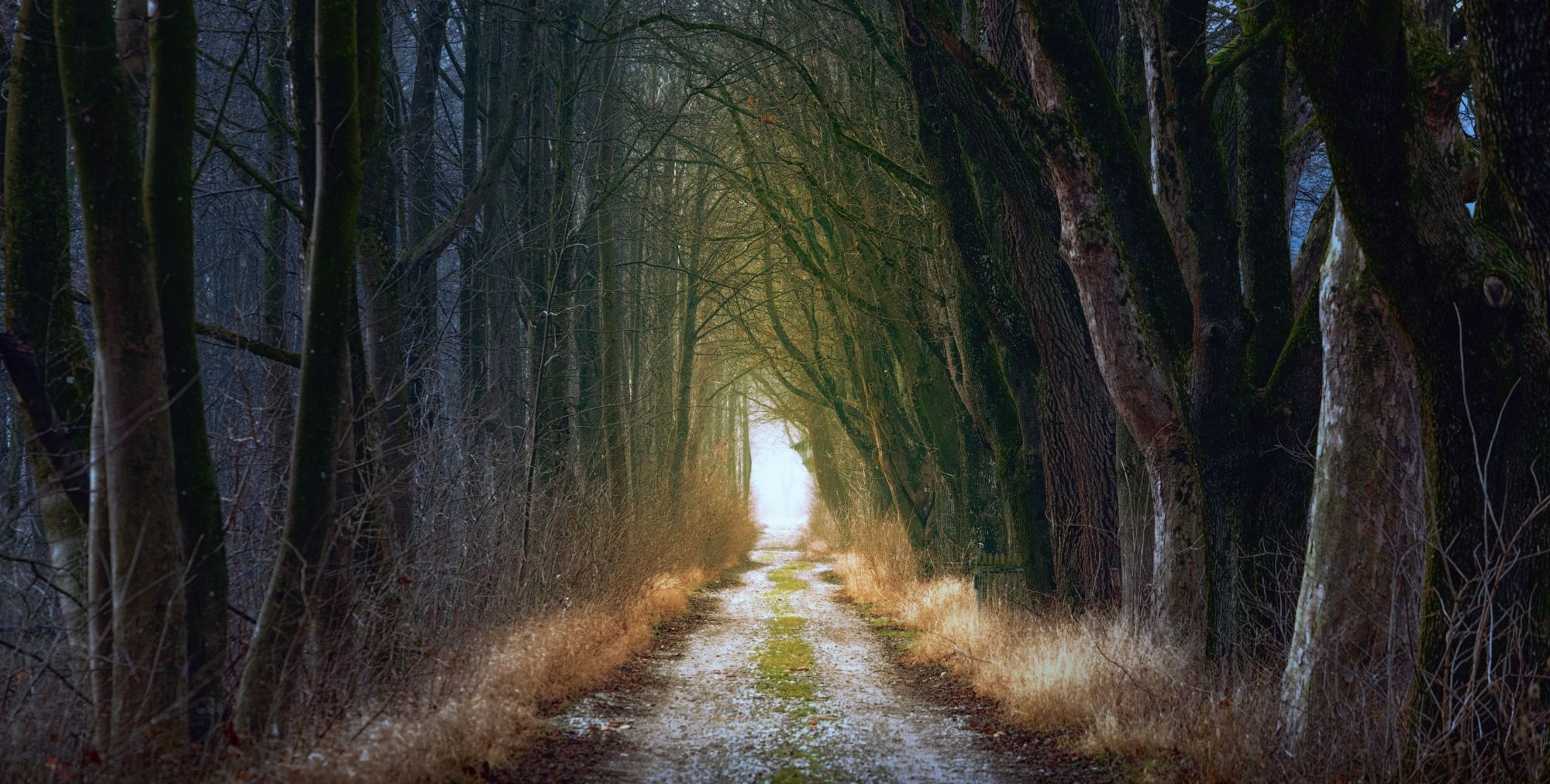 图集分享一组林间小路风景壁纸欢迎收藏