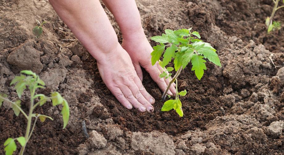 提高大棚番茄产量的移栽方法,一颗番茄能结一箩筐,而且省时省力__财经